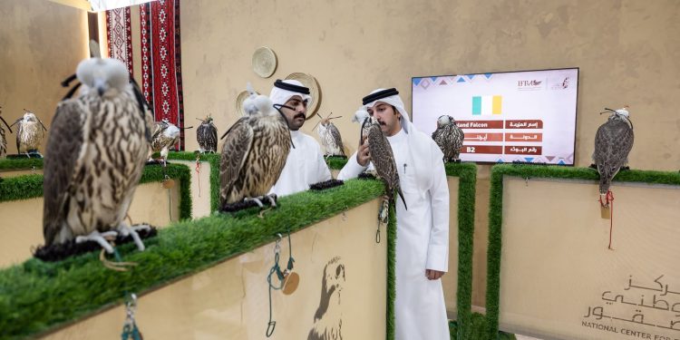 مكاسب الأعوام السابقة تدفع مزرعة إيرلندية للمشاركة بـ 200 صقر في المزاد الدولي لمزارع إنتاج الصقور
